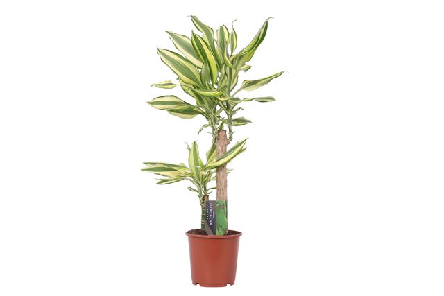 Picture of DRACAENA FRAGRANS YELLOW COAST 045+/20+