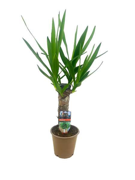 Picture of YUCCA ELEPHANTIPES 020+