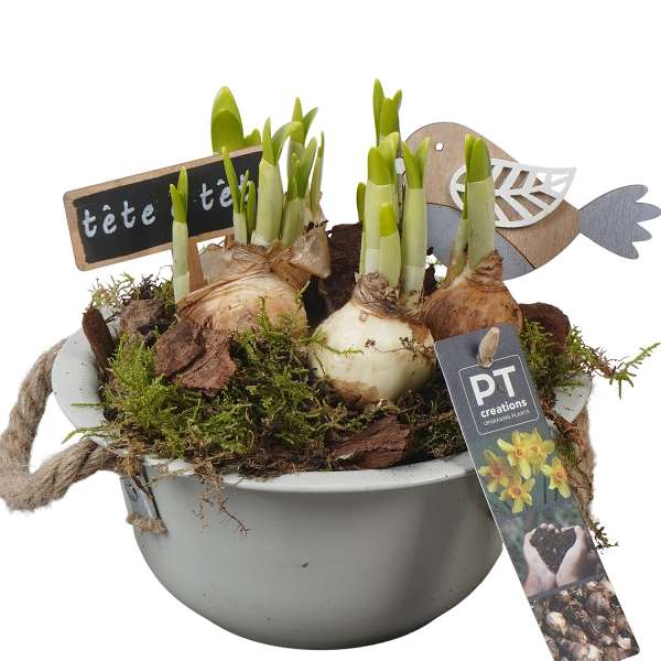 Picture of Narcissus zink