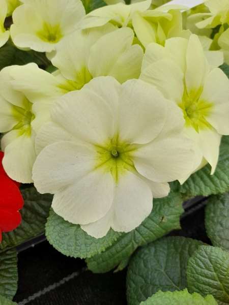 Picture of Primula mojito