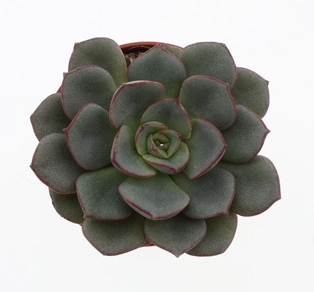 Picture of Echeveria moranii