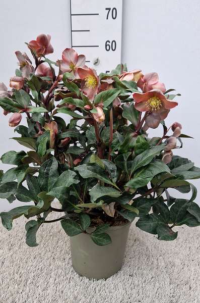 Picture of HELLEBORUS HYBRIDE MAESTRO