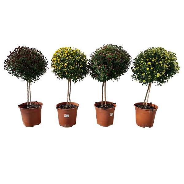 Picture of CHRYSANTHEMUM INDICUM GARDENMUM MIX ON STEM