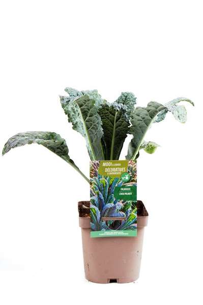 Picture of BRASSICA OLERACEA VAR. PALMIFOLIA 'NERO DE TOS'
