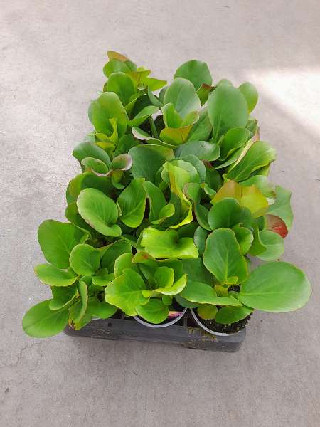 Picture of BERGENIA CORDIFOLIA ROTBLUM
