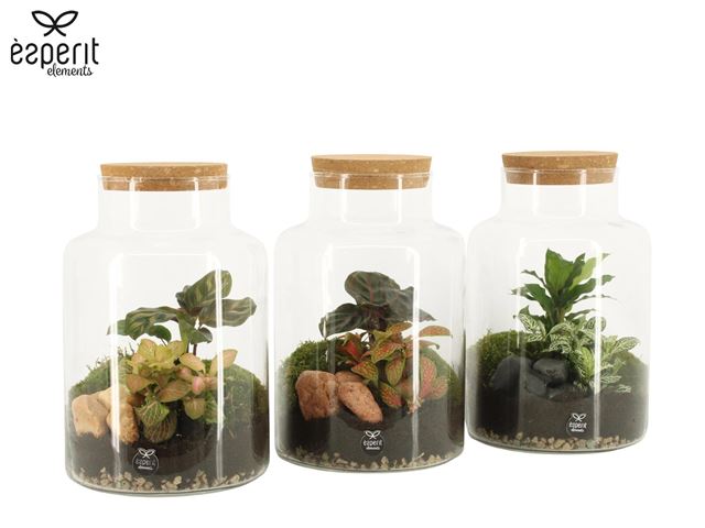 Picture of Terrarium