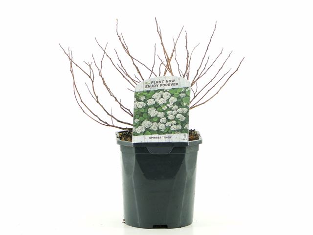 Picture of Spiraea betulifolia thor