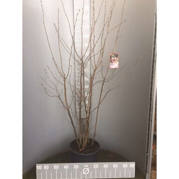 Picture of Corylus avellana