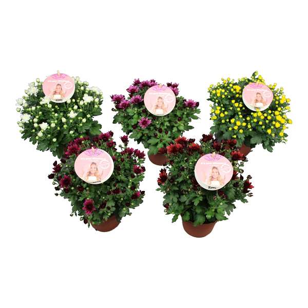 Picture of Chrysanthemum gardenmum mix
