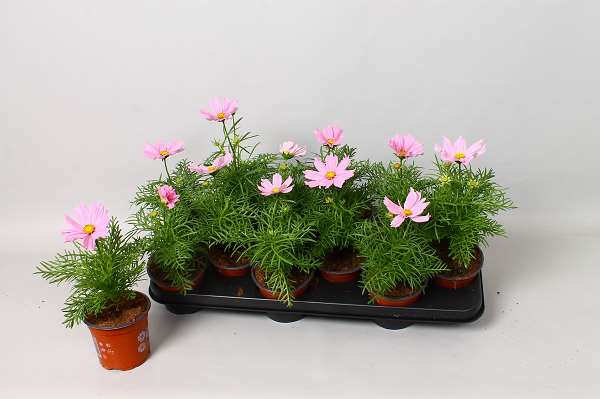 Picture of COSMOS BIPINNATUS SONATA PINK