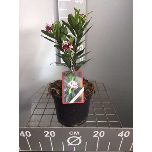 Picture of Daphne odora 'aureomarginata'