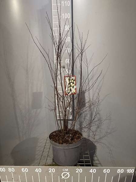 Picture of Spiraea vanhouttei