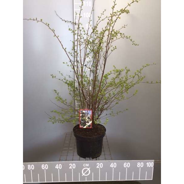 Picture of Spiraea vanhouttei