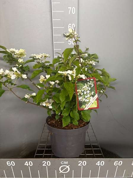 Picture of Viburnum plic  'mariesii great star'