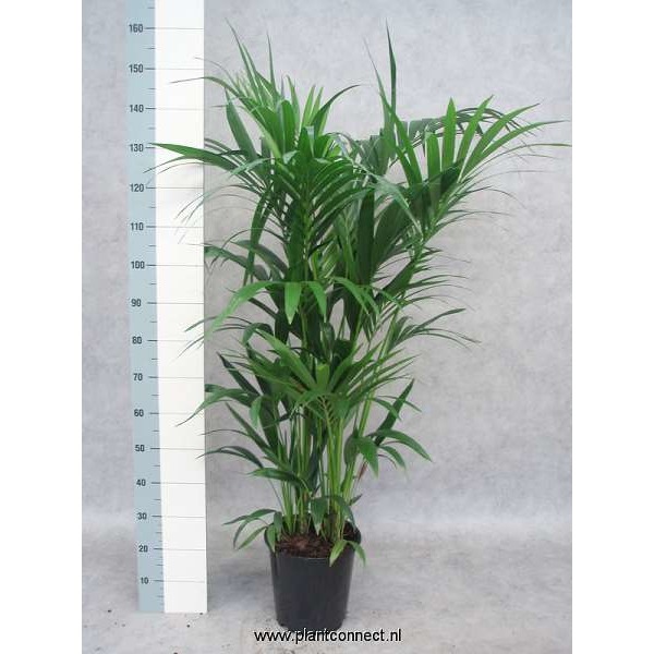 Picture of HOWEA FORSTERIANA 10PP