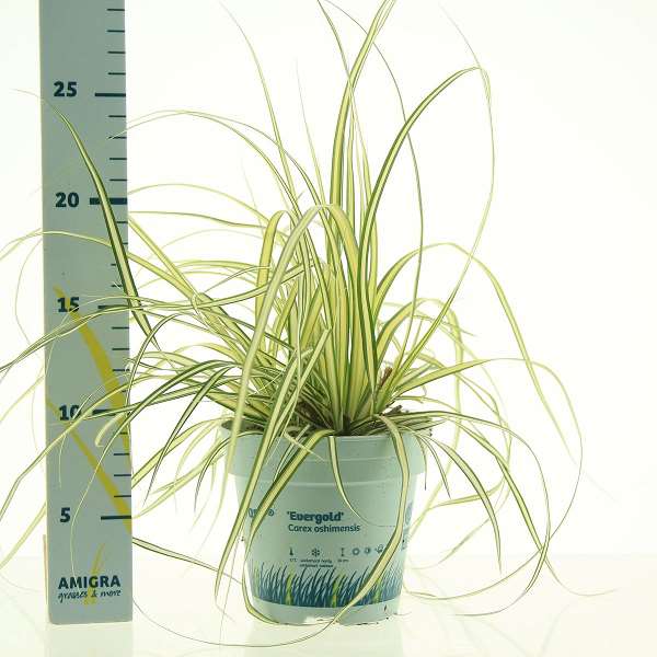 Picture of CAREX OSHIMENSIS EVERGOLD