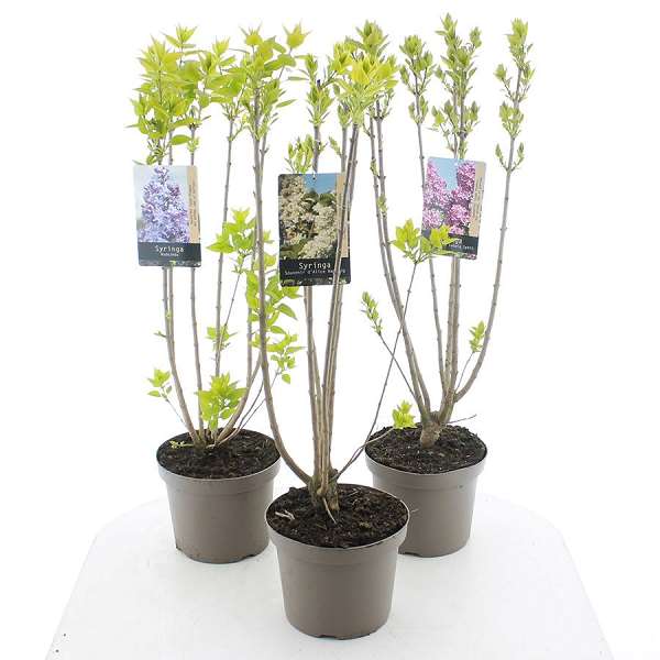 Picture of Syringa vulgaris 06/08-st mix