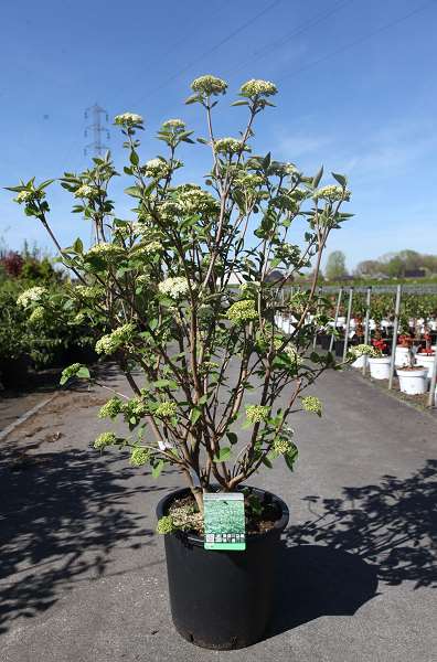 Picture of Viburnum lantana mohican