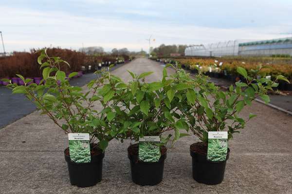 Picture of Viburnum plicatum mariesii