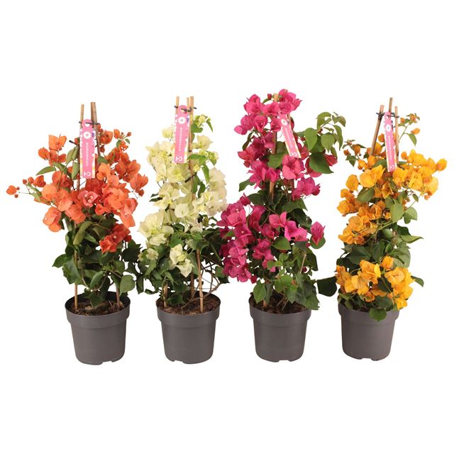 Picture of Bougainvillea sanderiana pyramid mix
