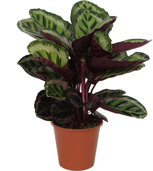 Picture of CALATHEA ROSEOPICTA ANGELA