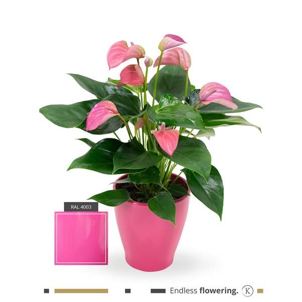 Picture of ANTHURIUM ANDREANUM PINK IN CERAMIC