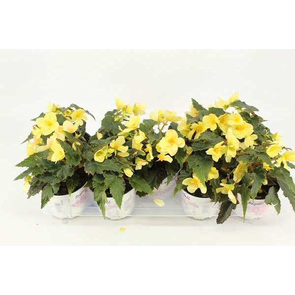 Picture of BEGONIA BOLIVIENSIS BEAUVILIA LEMON