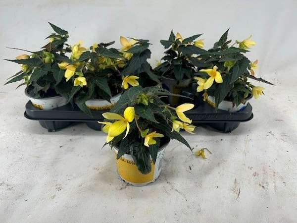 Picture of Begonia waterfall lemon