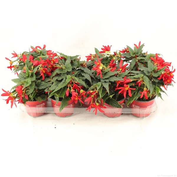 Picture of BEGONIA BOLIVIENSIS BEAUVILIA RED