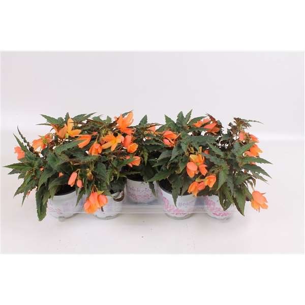 Picture of BEGONIA BOLIVIENSIS BEAUVILIA SALMON