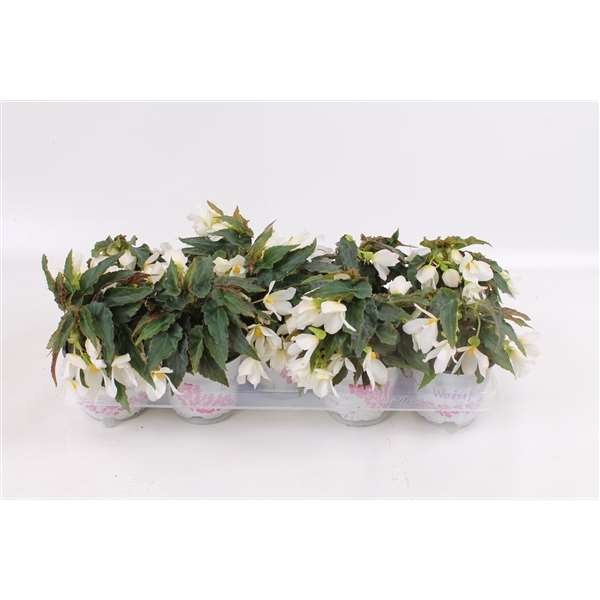 Picture of BEGONIA BOLIVIENSIS BEAUVILIA WHITE