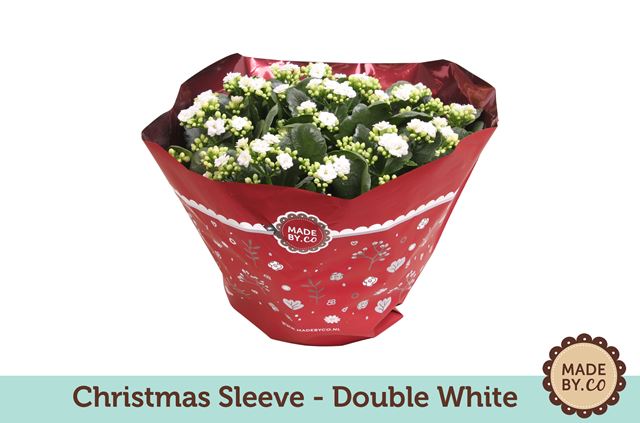 Picture of KALANCHOE BLOSSFELDIANA WHITE XMAS