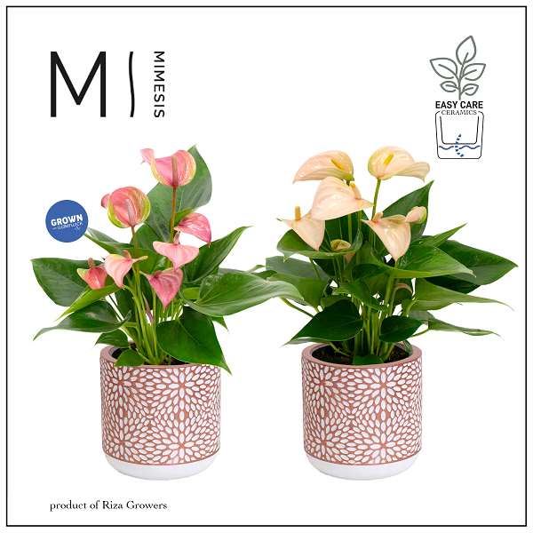 Picture of ANTHURIUM ANDRAEANUM PINK IN CERAMIC