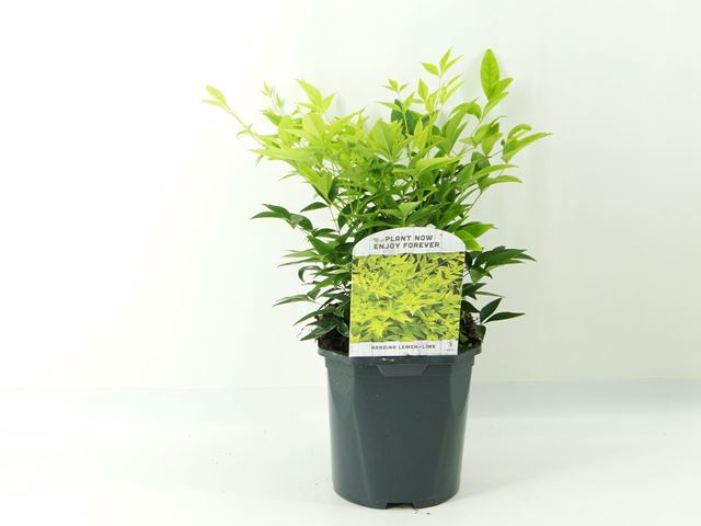 Picture of Nandina domestica lemon lime