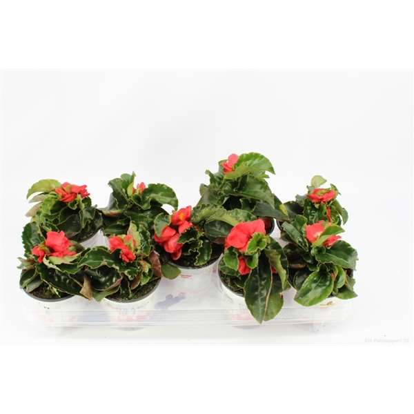 Picture of Begonia dragon wing red