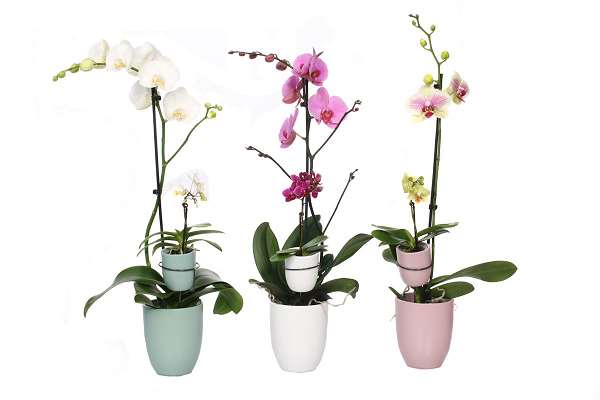 Picture of PHALAENOPSIS 01-ST MIX & 01-ST MINI MIX IN CERAMIC