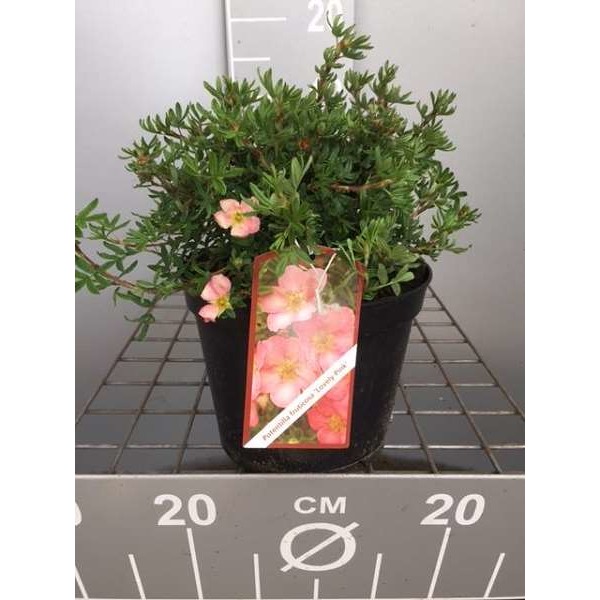 Picture of POTENTILLA FRUTICOSA LOVELY PINK