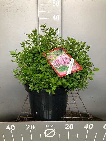 Picture of Spiraea japonica 'little princess'
