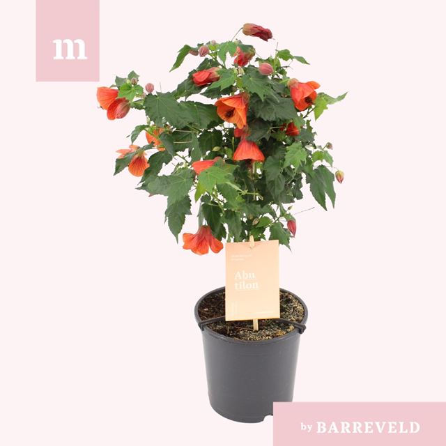 Picture of Abutilon red trumpet on stem