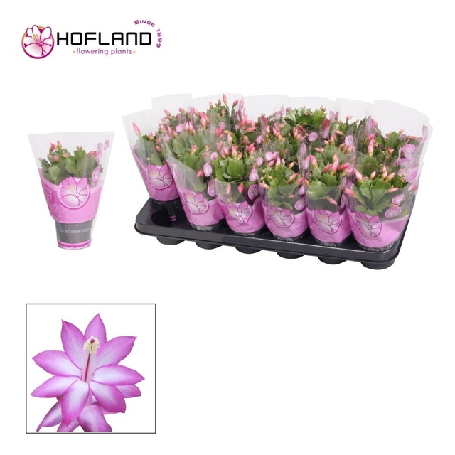 Picture of Schlumbergera purple