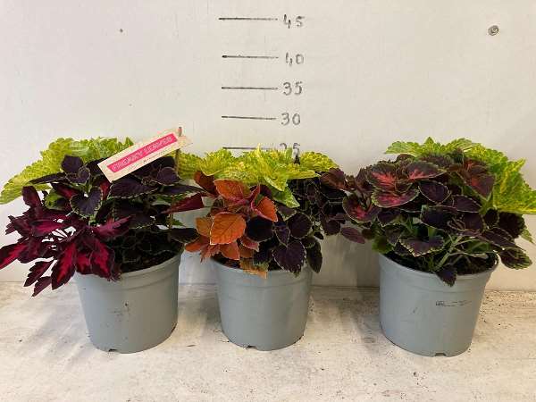 Picture of Coleus trio