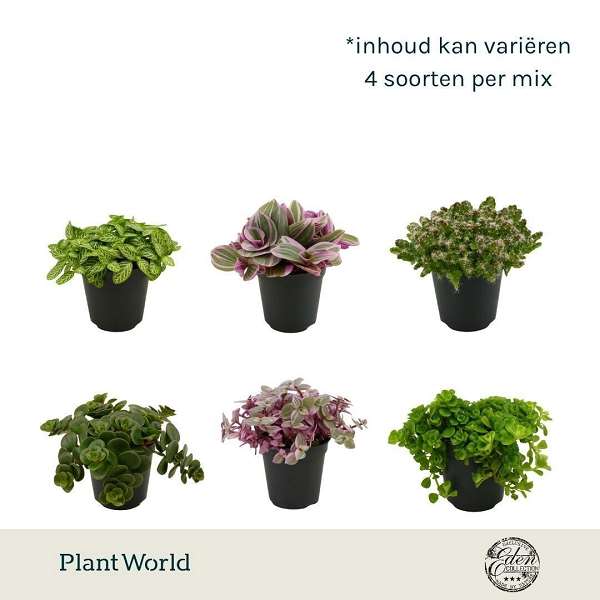 Picture of Houseplant tot mix