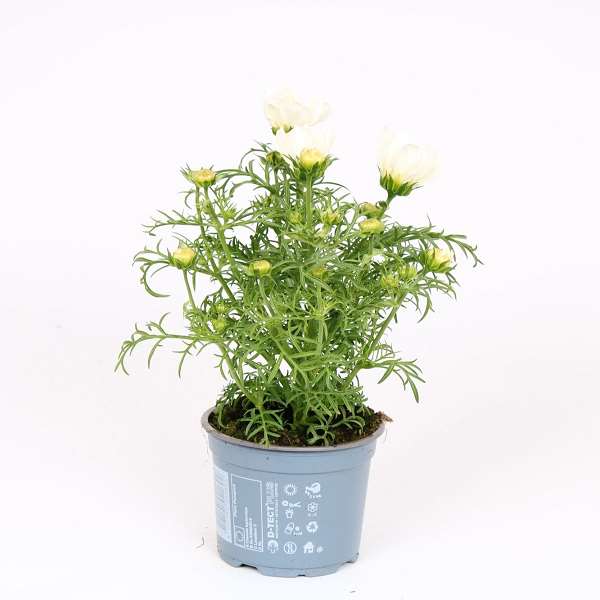 Picture of Cosmos bipinnatus white
