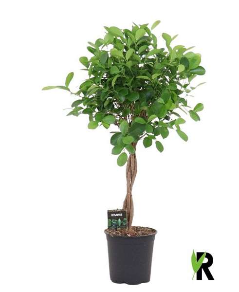 Picture of FICUS MICROCARPA MOCLAME BRAIDED STEM