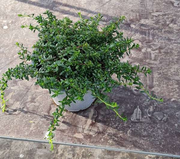 Picture of Satureja montana