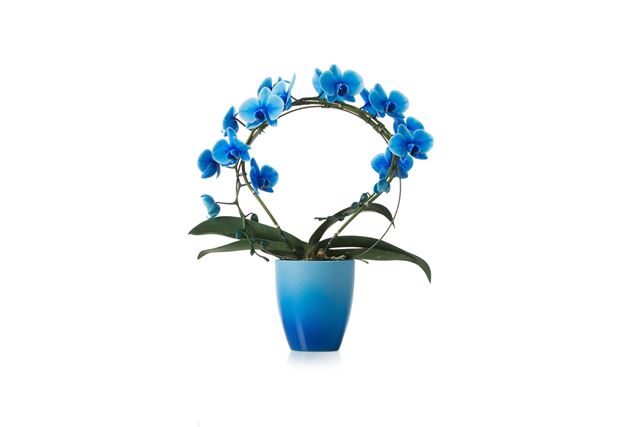 Picture of PHALAENOPSIS 02-STEM ROYAL BLUE HOOP IN CERAMIC