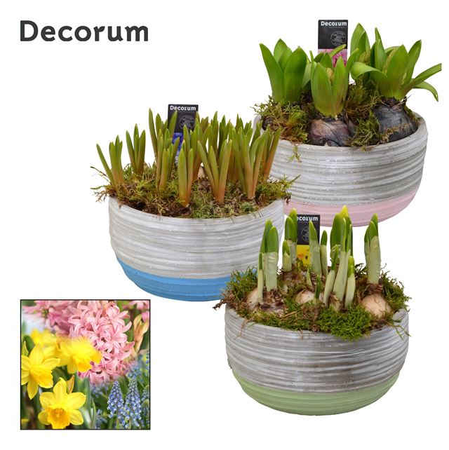 Picture of Bulbs mix ceramic pastel bowl