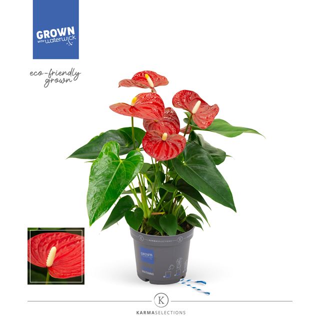 Picture of ANTHURIUM ANDREANUM GRANDI FLORA RED