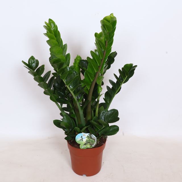 Picture of Zamioculcas zamiifolia