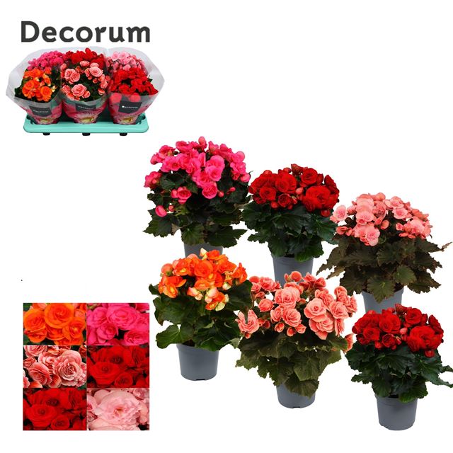 Picture of BEGONIA ELATIOR MIX